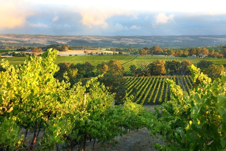 Vineyards in McLaren Vale, South Australia. Pic:getty/markpiovesan