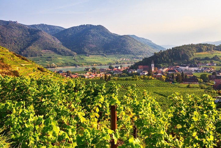 Vineyards near Spitz in the Wachau Valley in Austria. Getty/rusm