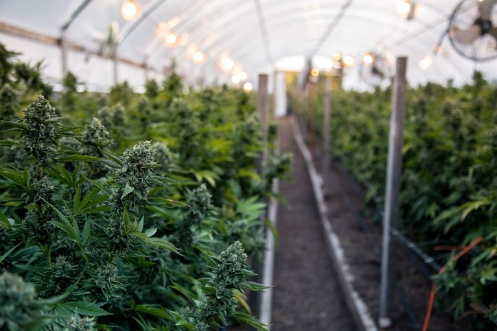 "There’s no real ecosystem and infrastructure in cannabis yet because it’s all been unregulated." Pic: ©GettyImages/RylandZweifel