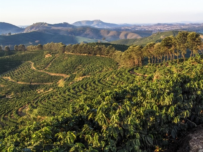 Coffee trees in Minas Gerais State, Brazil: which show 'a great deal of energy to carry the current crop and healthy branch growth for the following crop'. Pic:getty/alfribeiro