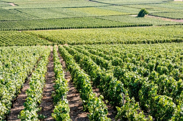 Vines in Champagne. Pic:getty/olrat