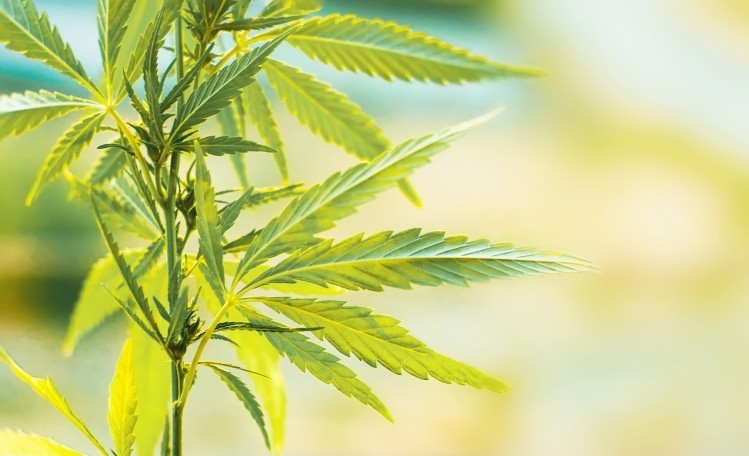 AB InBev formed its CBD and THC research JV last year: but this is the first news of its commercial product launches. Pic:getty/aleksandkravtsov