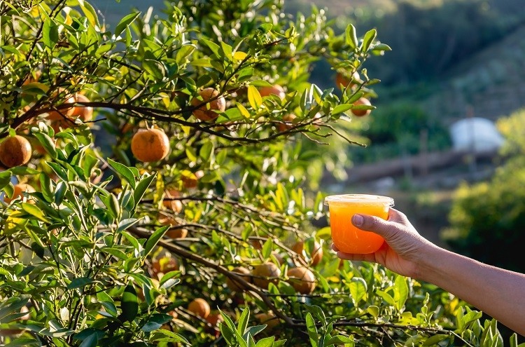 In Brazil, the orange juice sector has achieved a 210% increase in productivity on 45% less land. GettyImages/Torjrtx