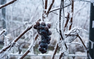 Cold weather conditions are the most common cause of production loss among wine growing regions, the WineRisk study found.  ©iStock/Coco Casablanca