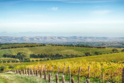 McLaren Vale vineyards, near Adelaide in Australia