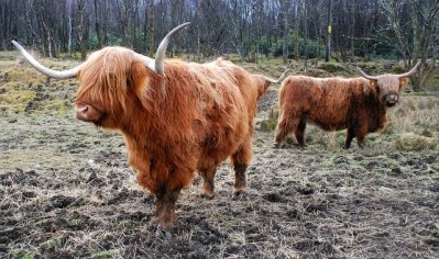 “We can’t compete on commodities. But we can offer a clean and green image of premium brands,” says Scotland’s food minister Richard Lochhead. Highland cow, photo credit: Richard Sz.