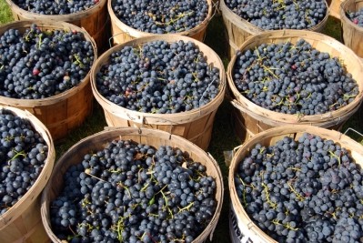 Drying out grape pomace has a negative effect on the polyphenol content, say researchers. Photo credit: iStock.com / FrenchToast