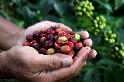 According to the team, the process has the potential to enable 720,000 tonnes of biodiesel to be produced each year from spent coffee grounds. ©iStock