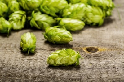 Craft beers can use six times the amount of hops as typical beers. Pic:istock/jeka1984