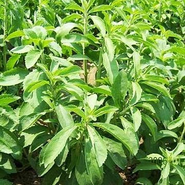 France approves high Reb A stevia sweeteners