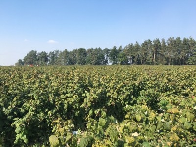 Raspberry fields in Poland