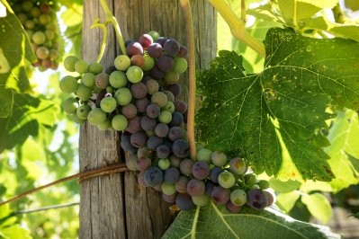 Sonoma County will show off its progress when it hosts Wine Vision in December. Pic: iStock. 