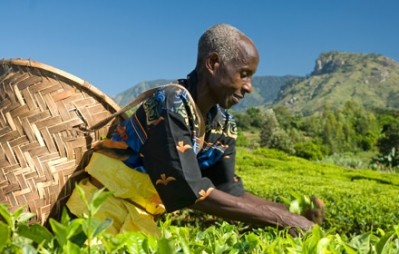 What makes Fairtrade Premium: A minimum wage - and more - for tea producers