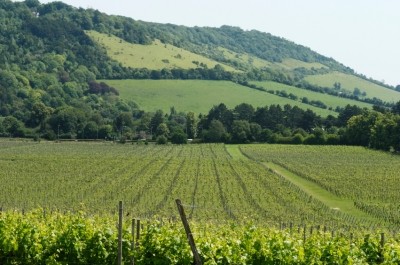 A vineyard at the foot of the North Downs in Surrey, England