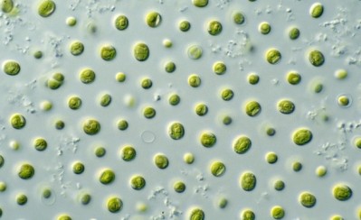 Algatech will further develop the uses of microalgae with funding from EIT Food. ©wikimediacommons