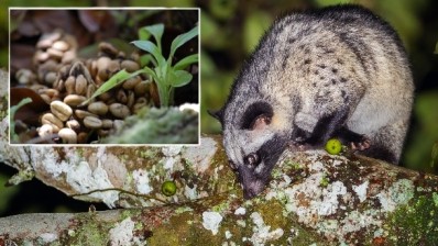 Indonesian Asian palm civets leave behind coffee beans in their droppings after eating the fruit. The beans are transformed through a natural enzymatic process during digestion. Pic: ©iStock/kajornyot