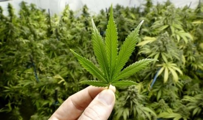 Alcohol companies are fighting a 'lost battle' trying to stop the rise of cannabis in the US, Euromonitor analyst says