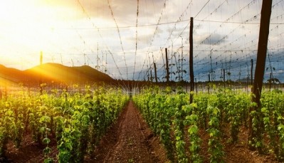 While new and experimental hops are rising in popularity older varieties like Comet are seeing a comeback among brewers. ©iStock/sivivolk
