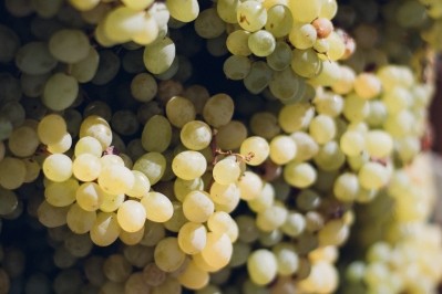 Late harvest Napa Valley grapes. Pic: getty/jessicaruscello