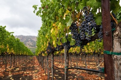 While production yields are expected to be slightly lower compared to last year, the quality of wine will remain intact. ©GettyImages/KarenWibbs
