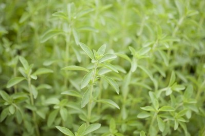 Roughly 80% of PureCircle's 2018 planted stevia will be its StarLeaf stevia launched last year, the company said. ©GettyImages/y-studio