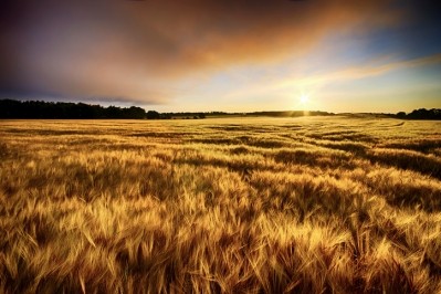 Barley yields could decrease by 17% in the most severe weather scenarios. Pic:getty/westend61
