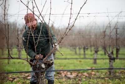 Napa Valley winery plants viticultural research block to investigate climate change and vines