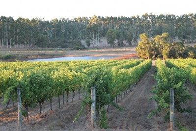 Vineyards in Margaret River, Western Australia. Pic: getty/cretex