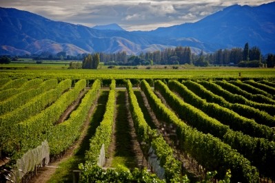 New Zealand's Marlborough wine region. Pic: getty/tskb
