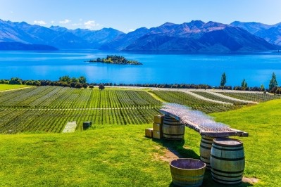 Vines by Lake Wanaka, on New Zealand's South Island