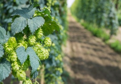 The hop industry is the second largest user of CO2 extraction technology, following coffee and tea. Pic: ©GettyImages/peter bocklandt