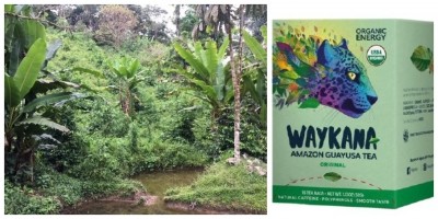 Waykana Tea Company touts Amazonian leaf guayusa as next natural energy source for European drinks