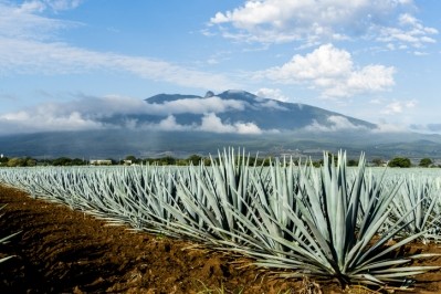 A field of blue agave cacti in Jalisco province with Tequila volcano in the background. © GettyImages/MattMawson