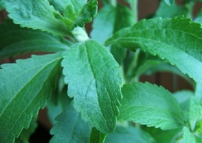 Sales of plant-based stevia skyrocket as consumers seek natural solutions to cut back sugar 