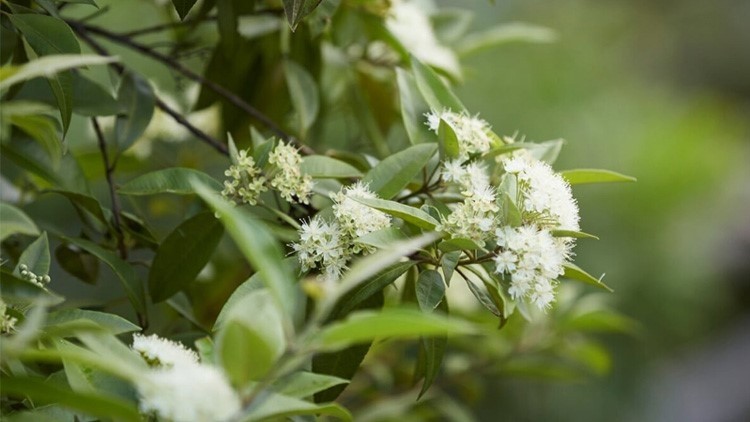 Discovering Lemon Myrtle – Research Summary Report