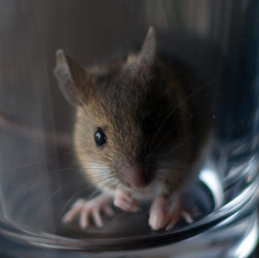 A non jelly-like mouse (Picture Copyright: Mark Fowler/Flickr)