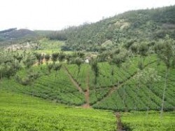 Third Street sources its teas in the Nilgiri region of southern India