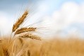 Hochdorf's wheat germ products