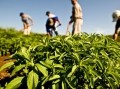 Stevia and sustainability