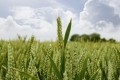 Pernod Ricard and Heineken join forces on regenerative agriculture project for malting barley